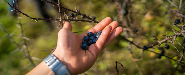 sloe-picking-event-plukken